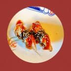 Best Unagi Nigiri Sushi in Fairfield, CA